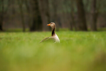 Portrait einer Gans auf dem Feld.