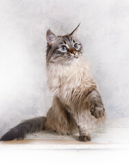 Cute Siberian cat sits on a table with its paw raised