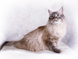 Nice Siberian cat on a grey background