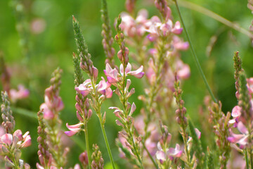 In the meadow among the herbs blooms sainfoin (onobrychis).
