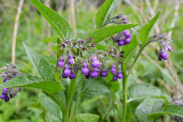 In the meadow, the comfrey (Symphytum officinale) is blooming