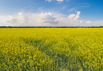 blooming rapeseed field, canola or colza on a sunny summer day