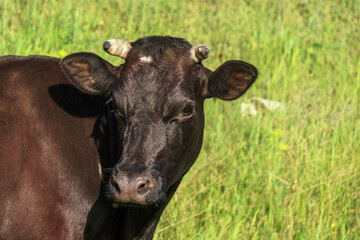 beautiful young cow of brown coloring in the pasture