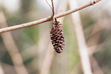 Close-up of a pine cone in a tree in winter / close-up van een dennenappel in een boom in de winter