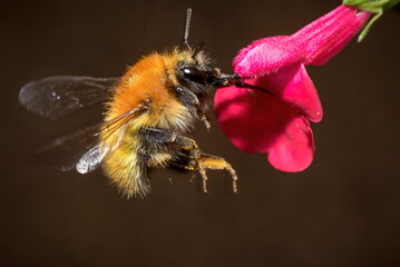 Closeup of Western honey bee or Apis mellifera pollinating blooming pink flower on dark background