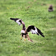 A Red Kite in flight