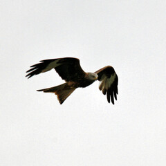 A Red Kite in flight