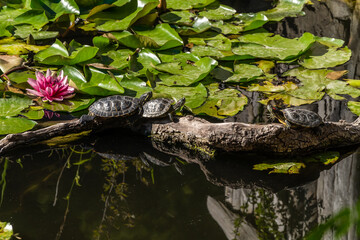 Russia. Gelendzhik. August 16, 2020. Small turtles sit on a log in the pond of the Safari Park.