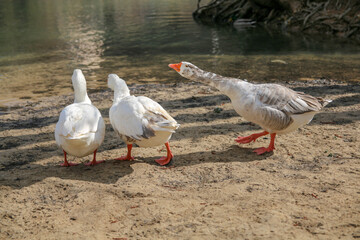 big wild ducks on the Uni River