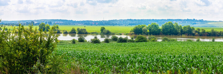 Fototapeta na wymiar Corn field by the river, panorama. Growing corn