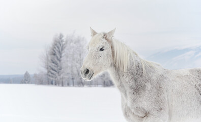 White horse standing on snow field, side view detail on head, blurred trees in background