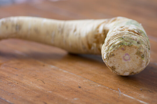 Close up of an Horseradish (Armoracia rusticana, syn. Cochlearia armoracia) root vegetable, cultivated and used worldwide as a spice and as a condiment