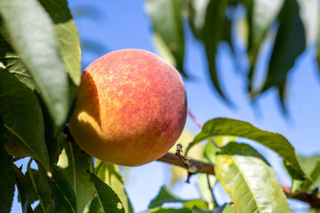 Big ripe peach in the garden on a tree in sunny weather