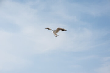 Fototapeta na wymiar A beautiful, large white seagull flies against the blue sky, soaring above the clouds, spreading its long wings in the daytime. Photo of a bird.