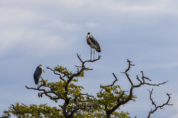 Marabu