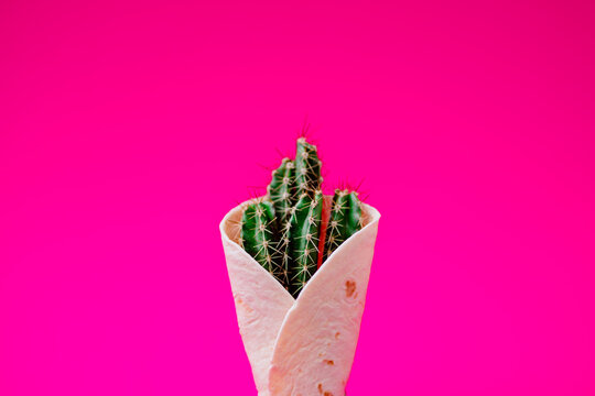 Tortilla wraps with cactus plant