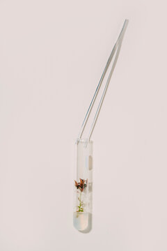 From above of tweezers and glass flasks with plants arranged in rows on white table for biotechnological experiments