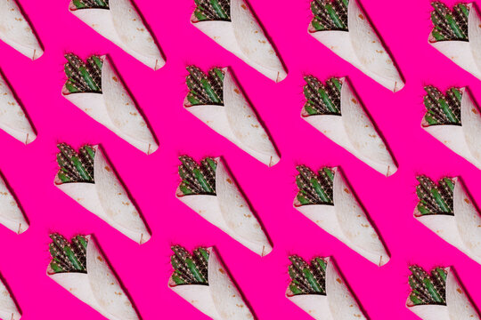 Top view full frame pattern with tortilla wraps with green cactus plants arranged in order on bright pink background