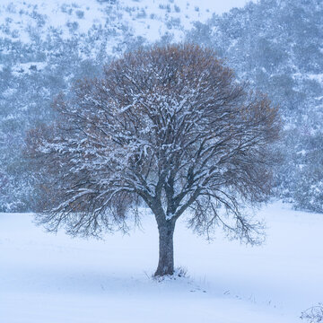 Snowing in winter landscape of a lonely tree in a foggy day