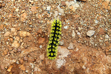 green caterpillar on a leaf