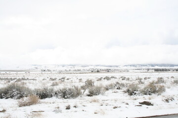 winter landscape with snow