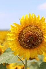 Naklejka premium sunflower of blue sky