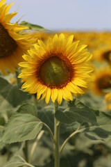 sunflower in the field
