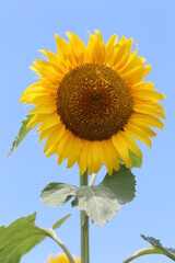 sunflower on a blue sky