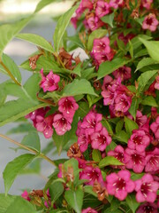 pink flowers in a garden