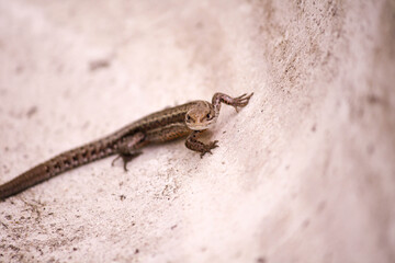 Lizard in wildlife © Iwona