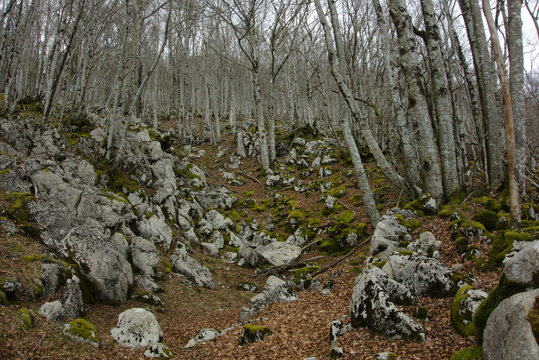 Bosque de Arala