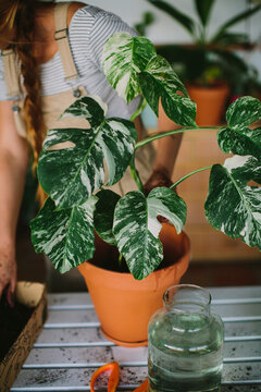 Crop anonymous female in apron standing near table with green plant placed on glass jar with water during transplanting process
