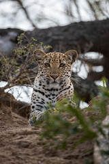 A female Leopard seen on a safari in South Africa