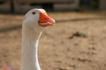portrait of a white goose in nature
