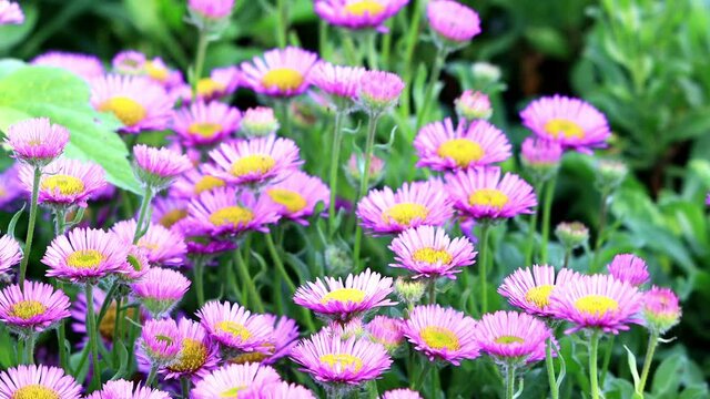 flower erigeron glaucus in bloom
