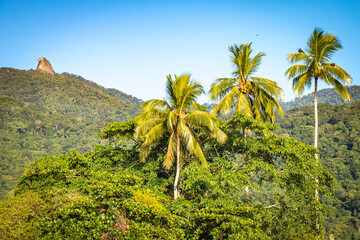 Fototapeta premium pico de papagaio, ilha grande, brazil, palm trees