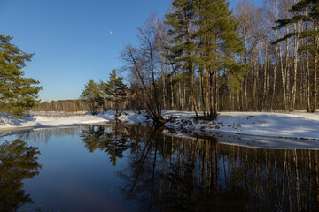 Spring landscape with pines, birches and melting snow on the river bank. Trees are reflected in the water. The river flows in early spring.