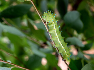 The caterpillar of the pear saturnia, feeds on the green mass of plants before pupating in the autumn period of the year.,Saturnia pyri, 1775..