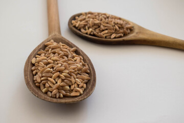 .Wheat grains in two wooden spoons