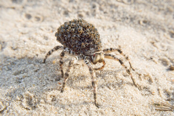 mother wolf spider (Lycosa singoriensis) with a lot of babies on her back