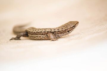 Lizard in wildlife © Iwona