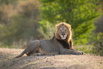 Portrait of a large male lion seen on a safari in South Africa