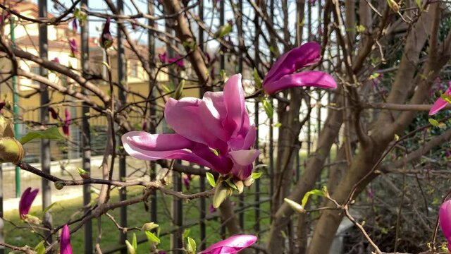 magnolia fiorita