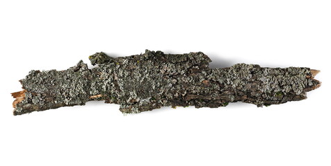 Tree bark with lichen isolated on white background, top view