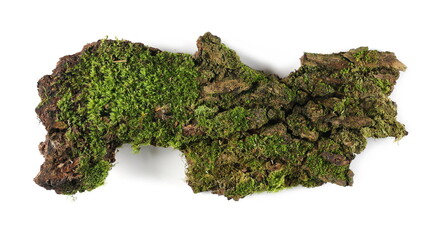 Green moss on oak tree bark isolated on white background, top view