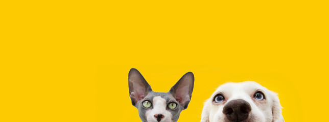Banner hide funny surprised pets dog and cat. Isolated on yellow background.