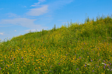 Obraz premium hill with yellow flowers,summer landscape with tall grass and yellow flowers on the hill