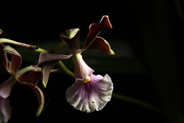 close-up of a blooming bud on a peduncle of an encyclia orchid on a dark background, top view