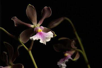 close-up of a blooming bud on a peduncle of an encyclia orchid on a dark background