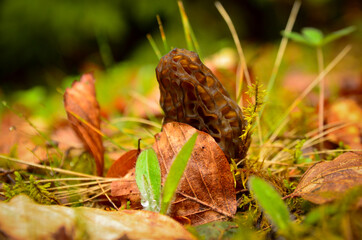 morel mushroom in the grass